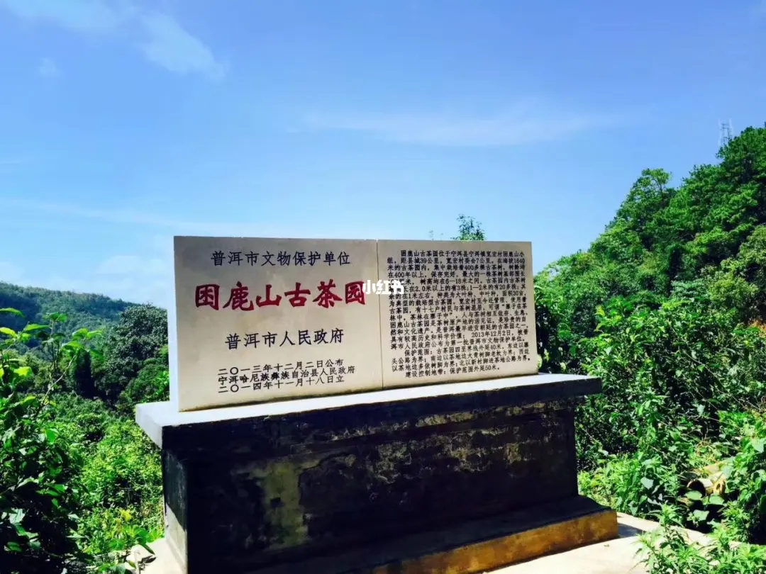 2023年困鹿山古樹春茶特點是什么？