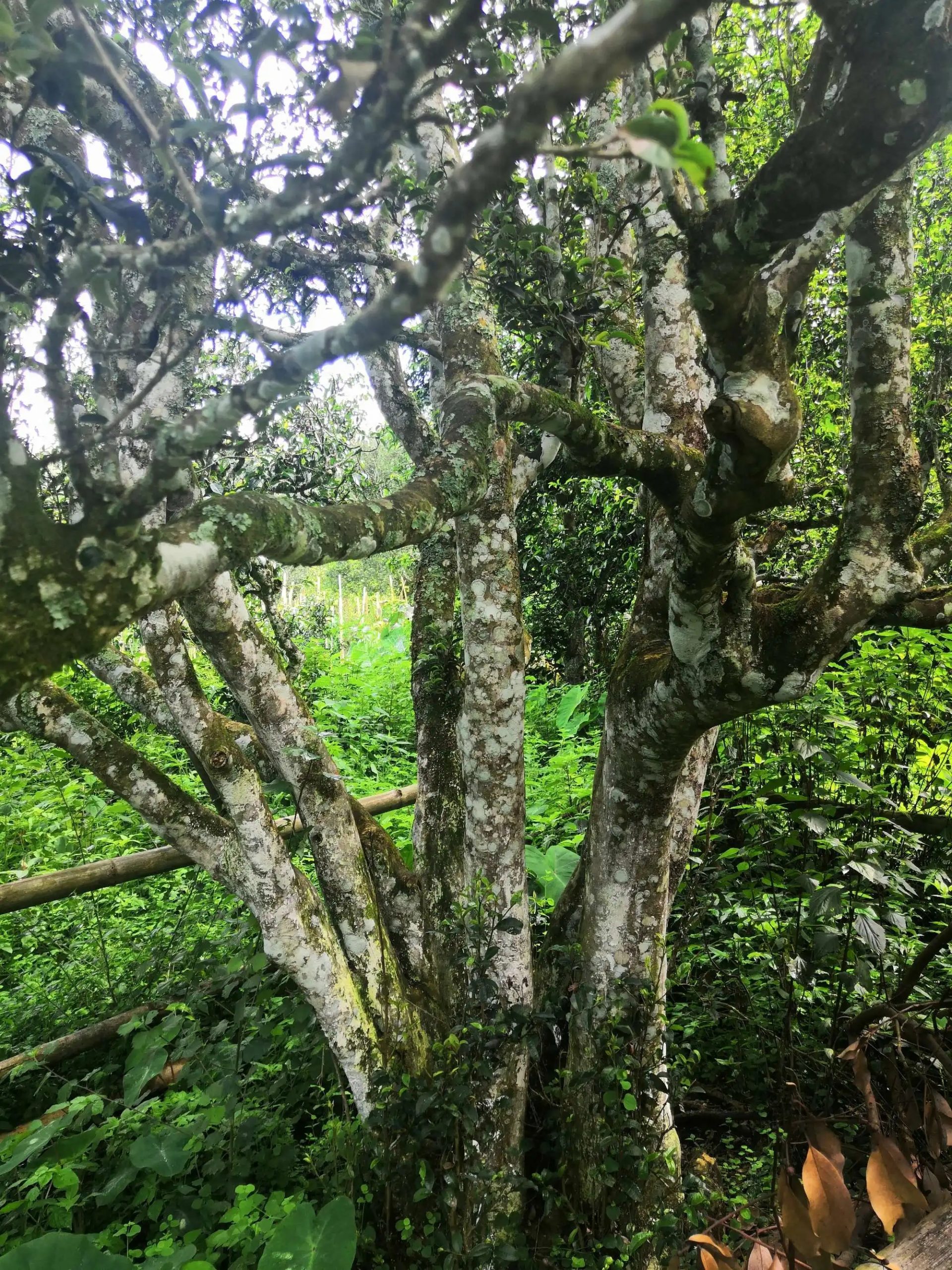 2023年困鹿山古樹(shù)春茶多少錢(qián)一公斤？