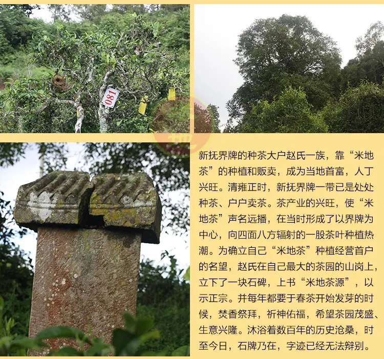 2023迷帝古樹(shù)春茶品質(zhì)如何？