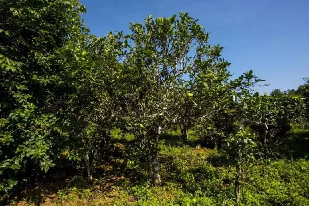 2023年迷帝古樹(shù)春茶口感怎么樣？