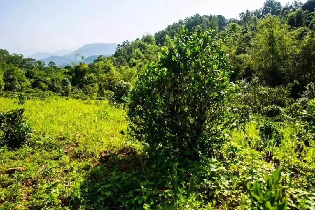 2023年迷帝古樹春茶特點是什么？