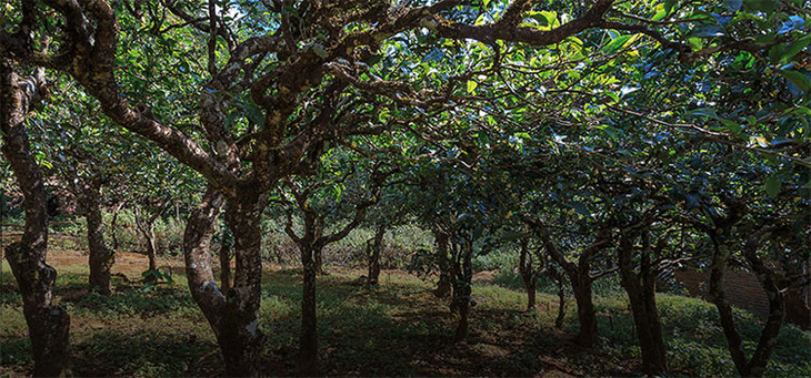 2023年小戶賽古樹春茶品質(zhì)怎么樣？