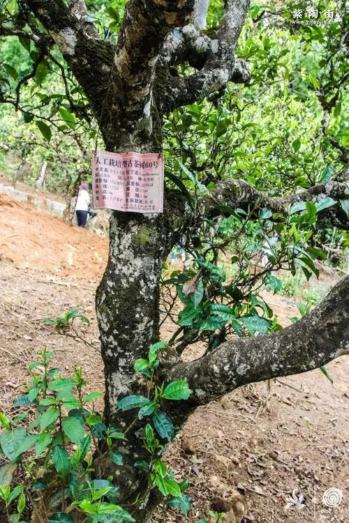 2023年小戶賽古樹春茶特點是什么？