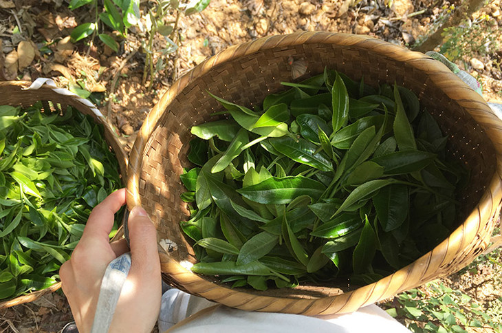 2023小戶賽古樹春茶價格是多少？