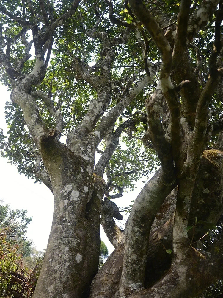 2023年白鶯山古樹春茶多少錢一公斤？