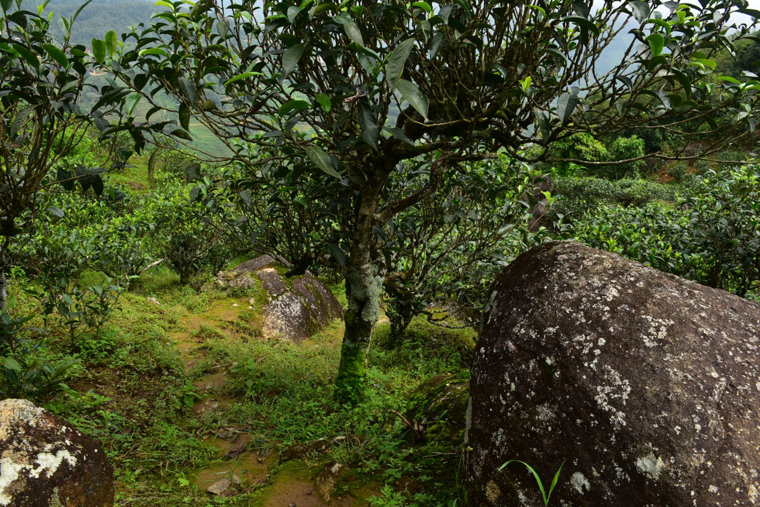 2023年邦東古樹(shù)春茶特點(diǎn)是什么？