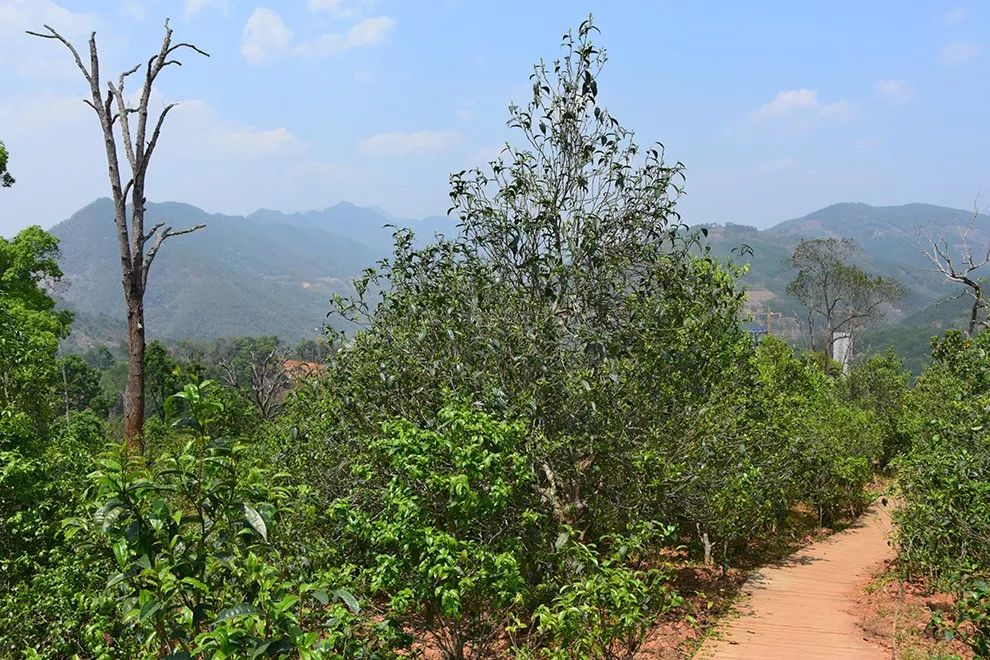 2023年邦東古樹(shù)春茶價(jià)格是多少？