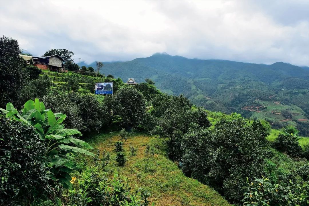 2023年邦東古樹(shù)春茶多少一公斤？