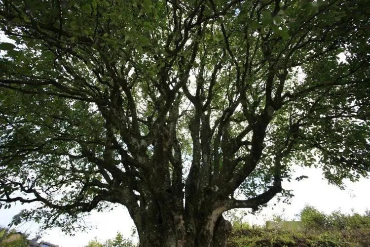 2023年香竹箐古樹(shù)春茶品質(zhì)怎么樣？