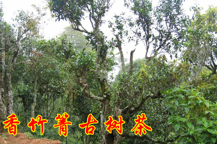 2023年香竹箐古樹(shù)春茶價(jià)格是多少？