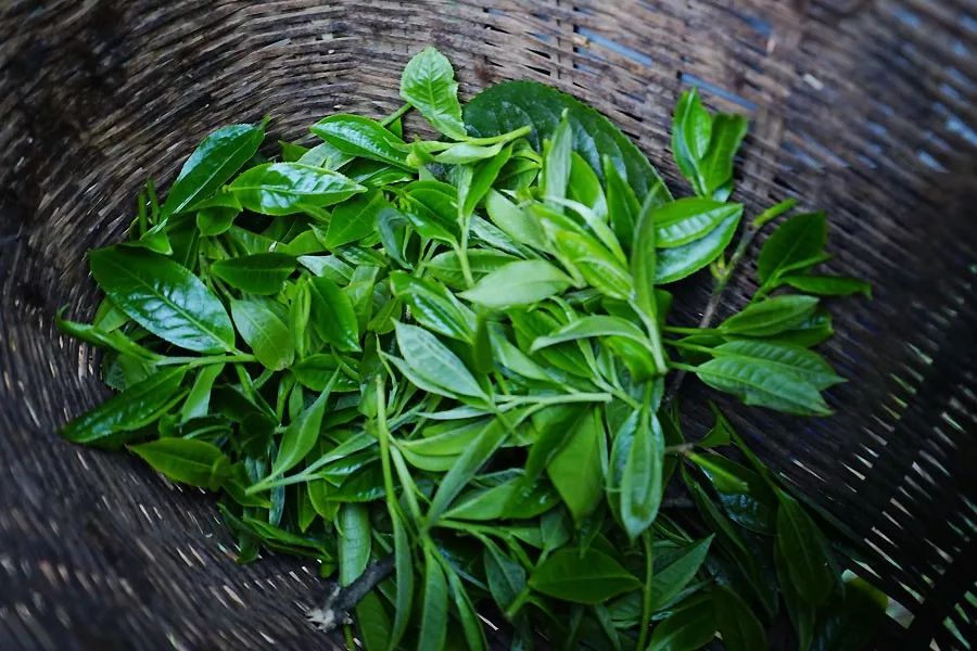 2023年香竹箐古樹(shù)春茶多少一公斤？