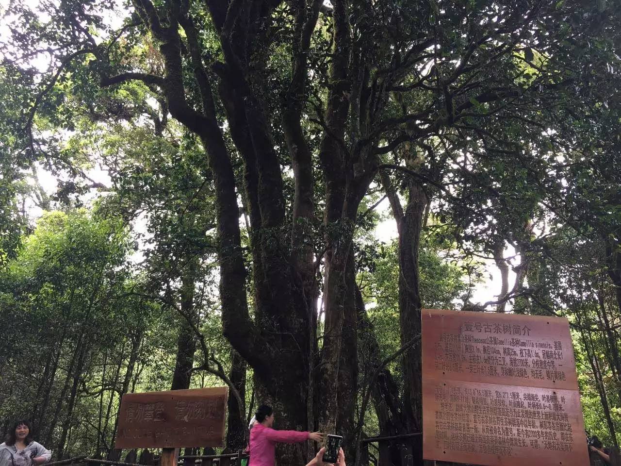 2023年大雪山古樹(shù)春茶品質(zhì)怎么樣？