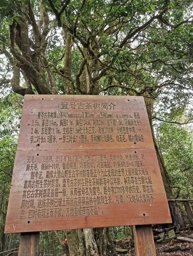 2023年大雪山古樹(shù)春茶特點(diǎn)是什么？