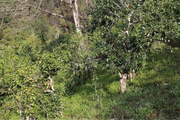 2023年大雪山古樹(shù)春茶價(jià)格是多少？