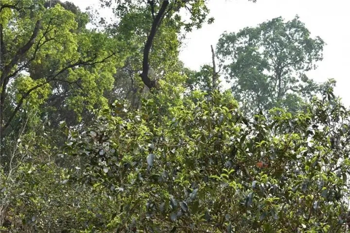 2023年大雪山古樹(shù)春茶多少錢(qián)一公斤？