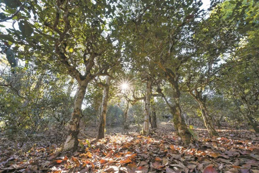 2023年忙肺古樹春茶特點(diǎn)是什么？