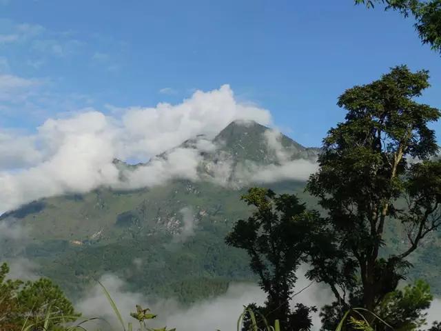 2023年忙肺古樹春茶多少一公斤？