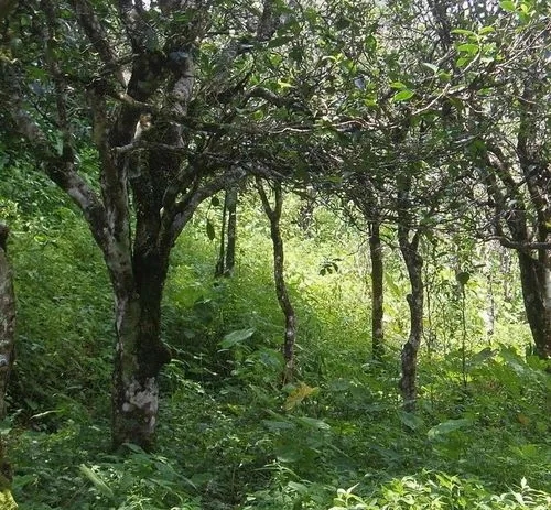 2023年小戶賽古樹春茶價格多少？