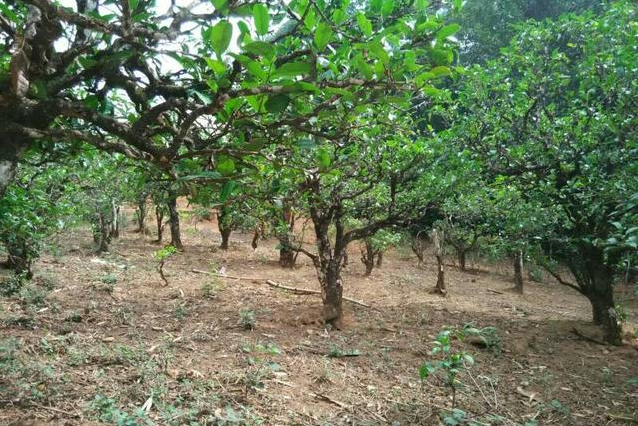 2023年小戶賽古樹春茶多少一公斤？