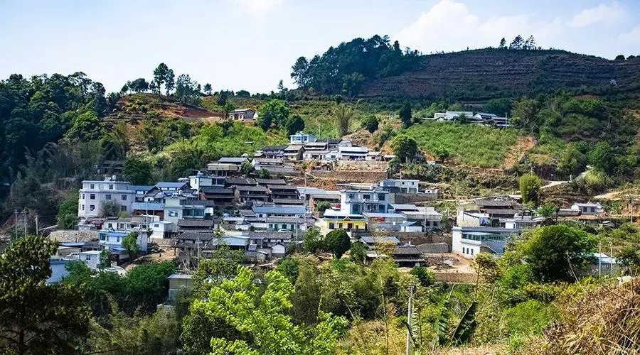 2023年正氣塘古樹春茶口感如何？