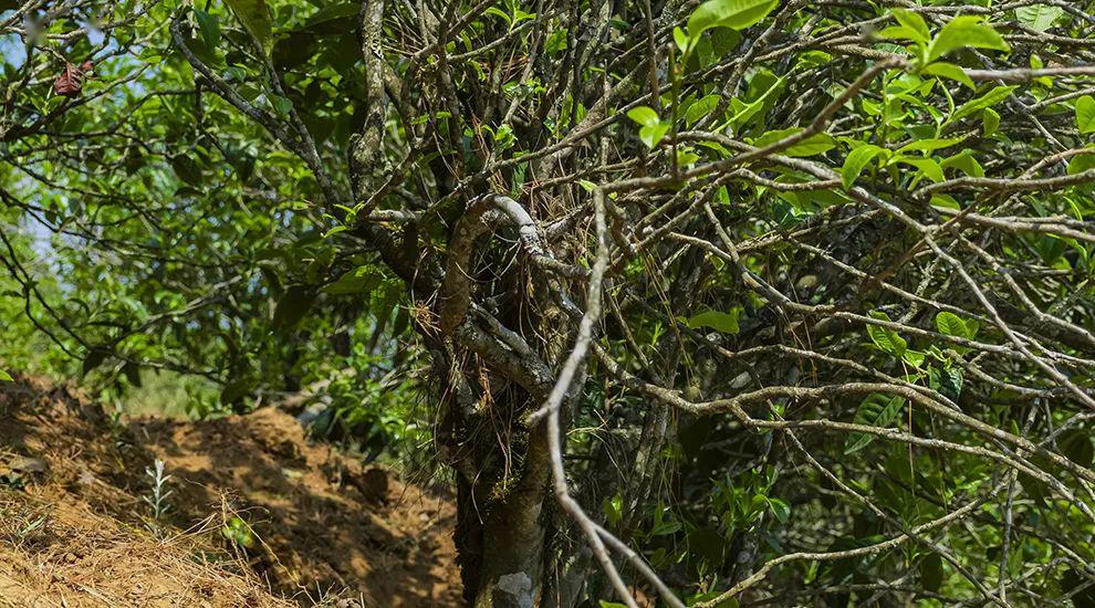 2023年正氣塘古樹春茶特點(diǎn)是什么？