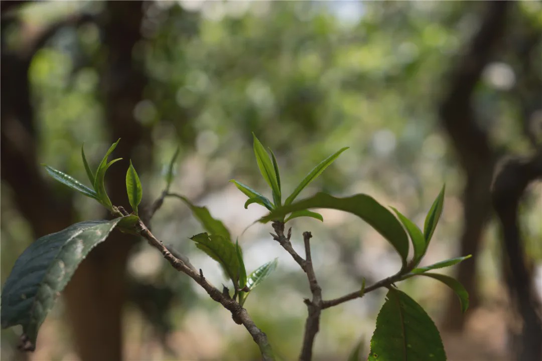 2023年壩糯古樹春茶品質(zhì)如何？