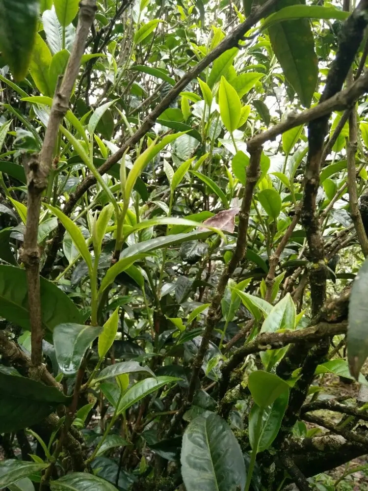 2023年壩糯古樹春茶口感怎么樣？