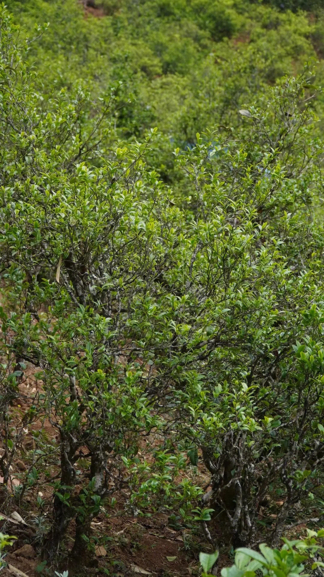 2023年壩糯古樹春茶特點(diǎn)是什么？