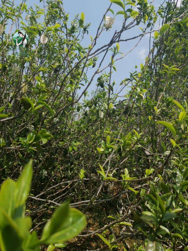 2023年壩糯古樹春茶價格是多少？