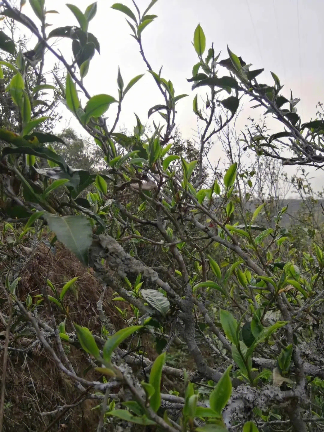 2023年壩糯古樹春茶多少一公斤？