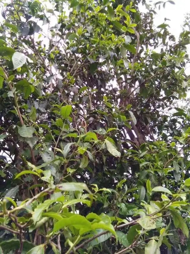 2023年那蕉古樹春茶口感怎么樣？