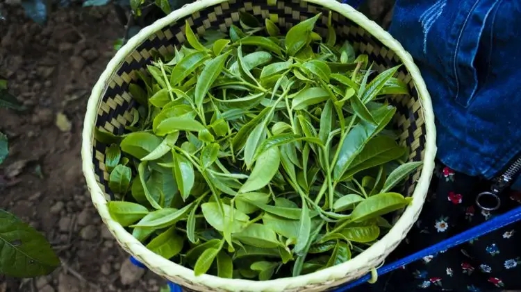 2023年那蕉古樹春茶特點(diǎn)是什么？