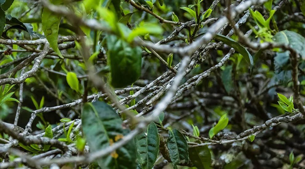 2023年那蕉古樹春茶多少一公斤？