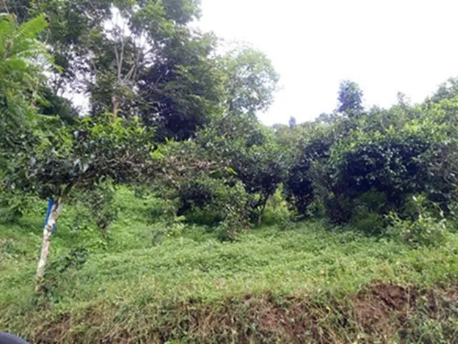 2023年南迫古樹春茶品質(zhì)怎么樣？