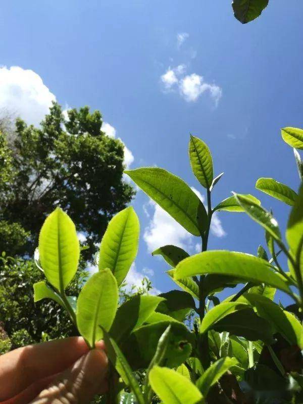 2023年南迫古樹春茶價格是多少？