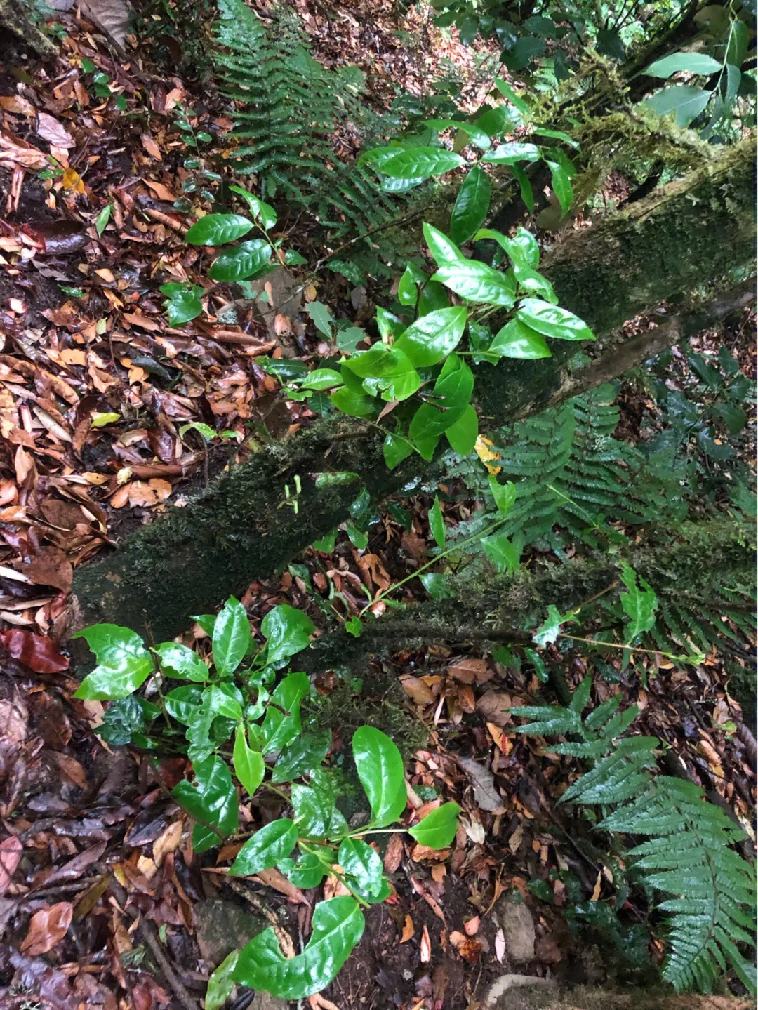 2023年南迫古樹春茶多少一公斤？