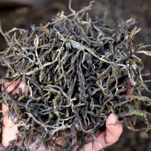 2023年地界古樹春茶品質(zhì)如何？