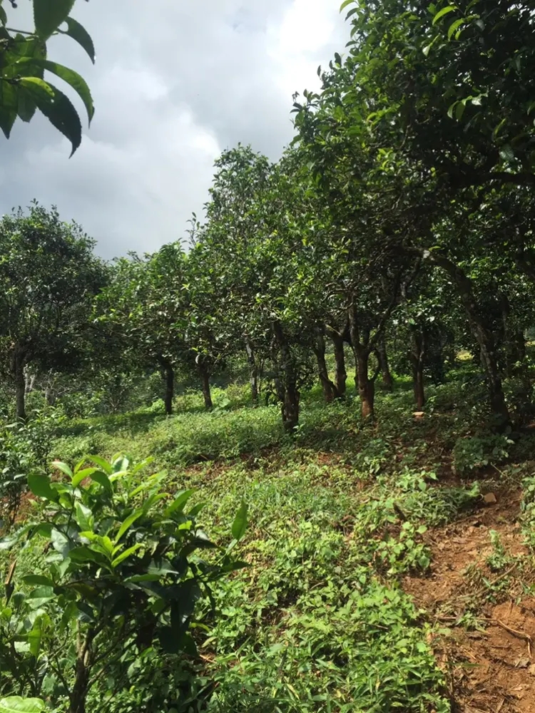 2023年地界古樹春茶特點是什么？