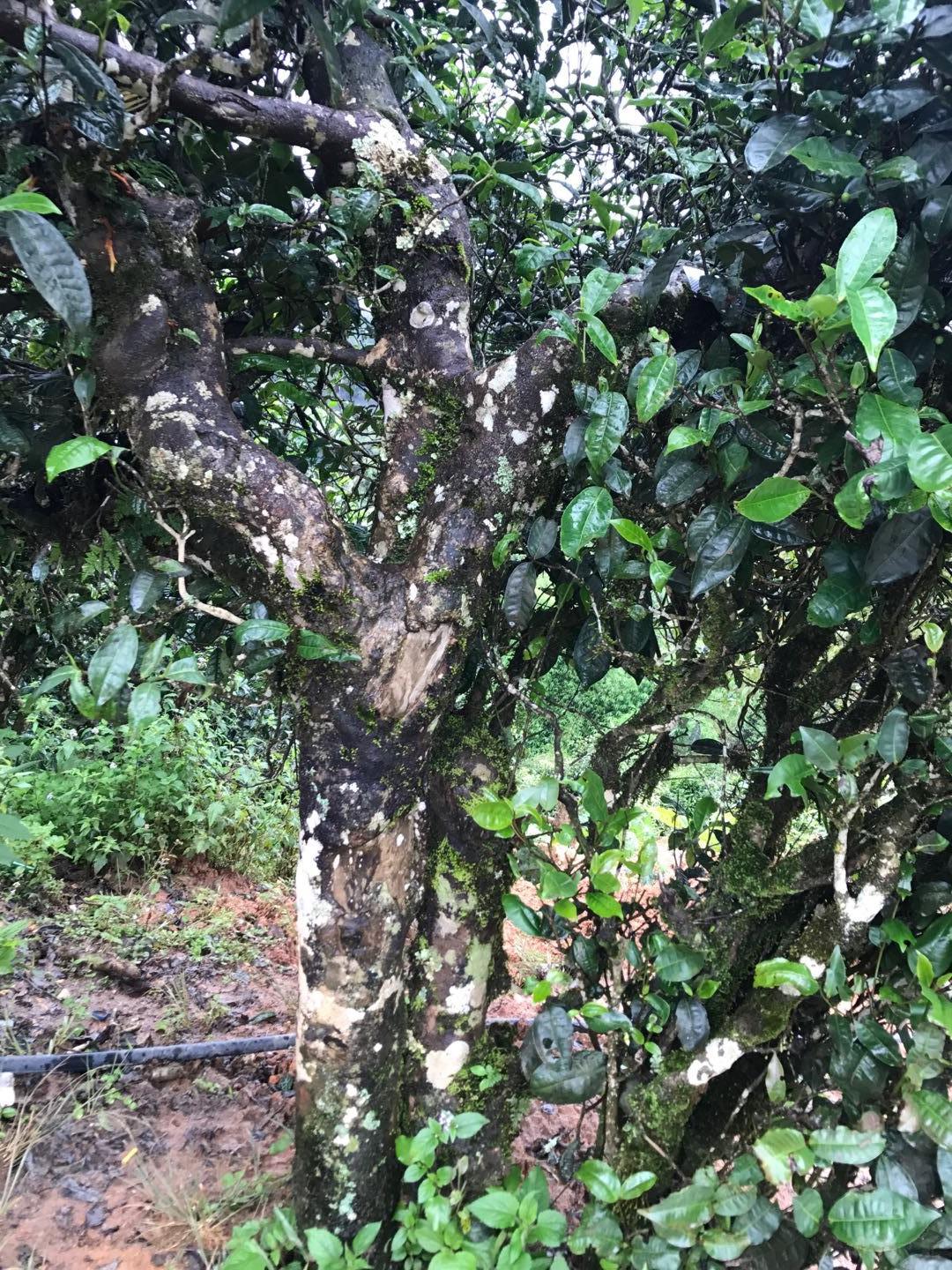 2023年地界古樹春茶價格是多少？