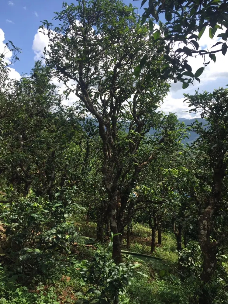 2023年地界古樹春茶多少錢一公斤？