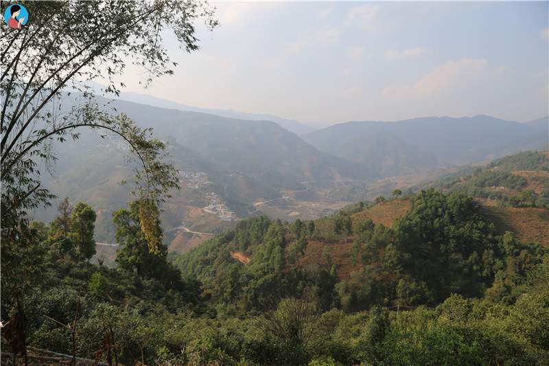 2023年壩歪古樹春茶品質(zhì)如何？