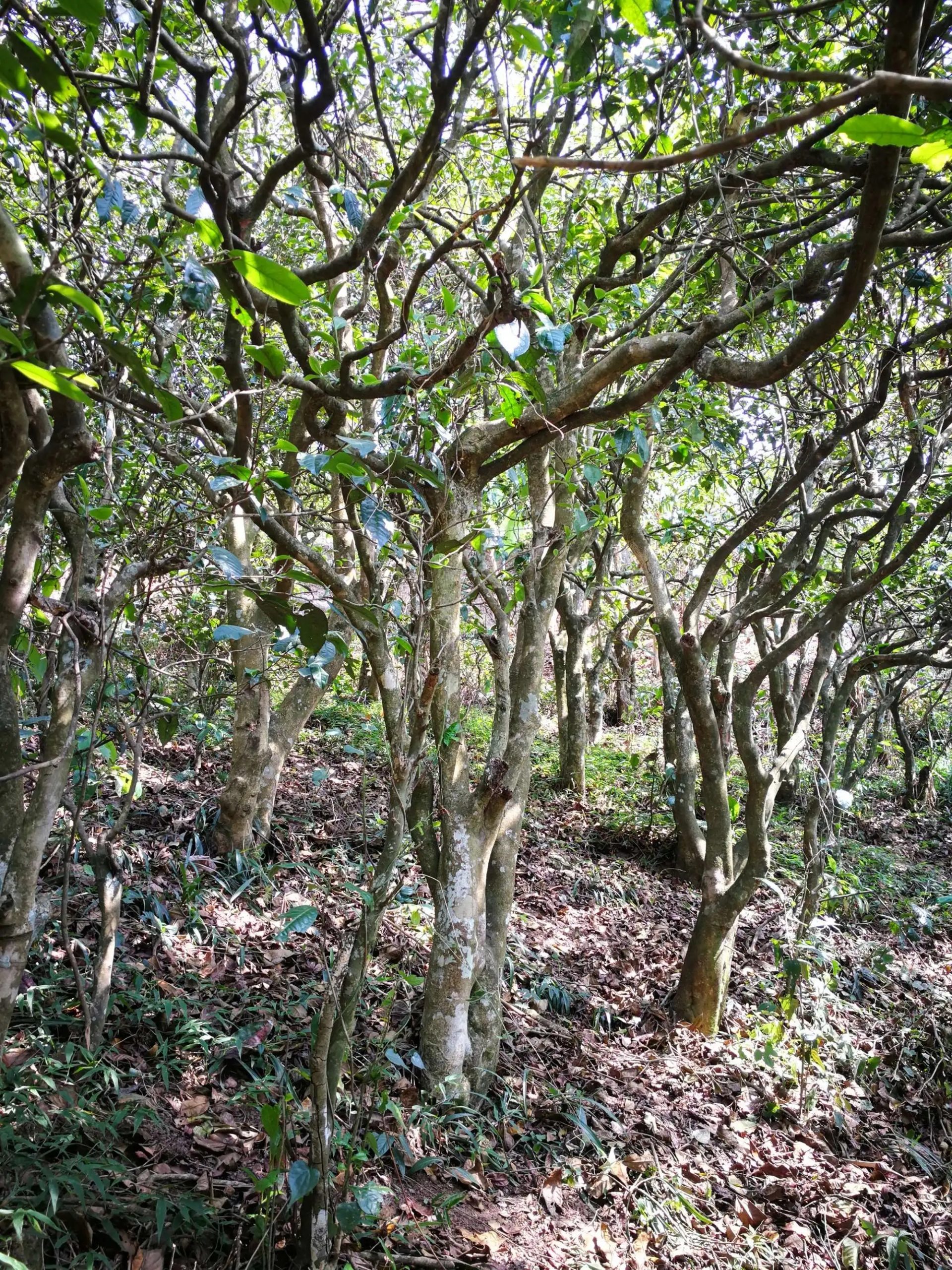 2023年糯伍古樹春茶多少一公斤？