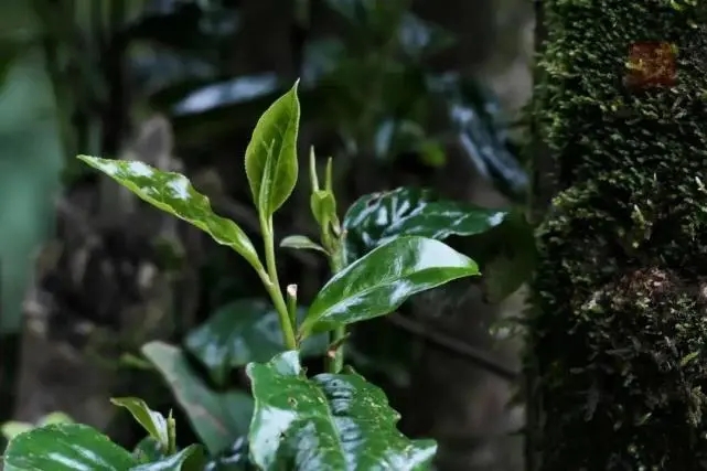 2023年薄荷塘古樹春茶品質(zhì)怎么樣？