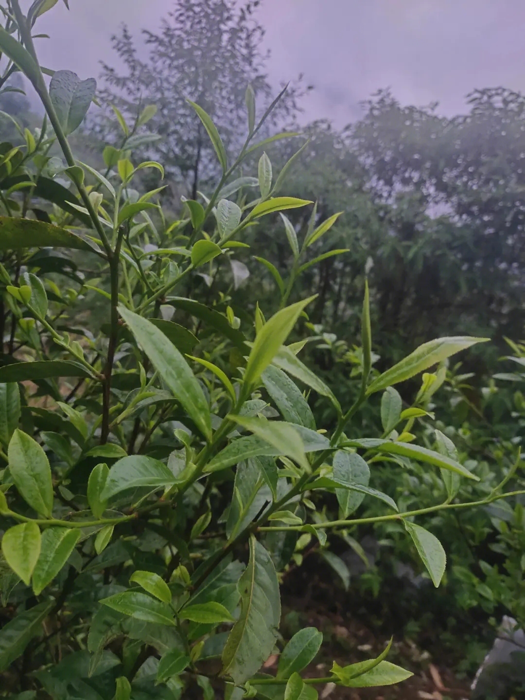 2023年薄荷塘古樹春茶特點？