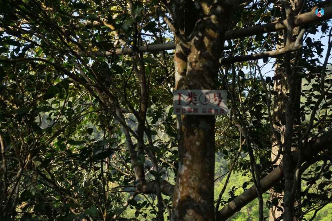 2023年薄荷塘古樹春茶價格是多少？