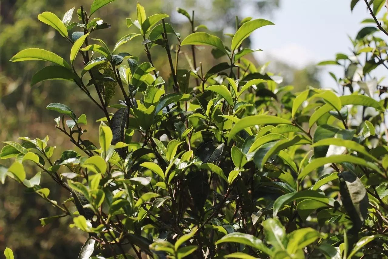 2023年彎弓古樹春茶品質(zhì)如何？