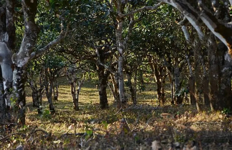 2023年彎弓古樹春茶特點(diǎn)是什么？