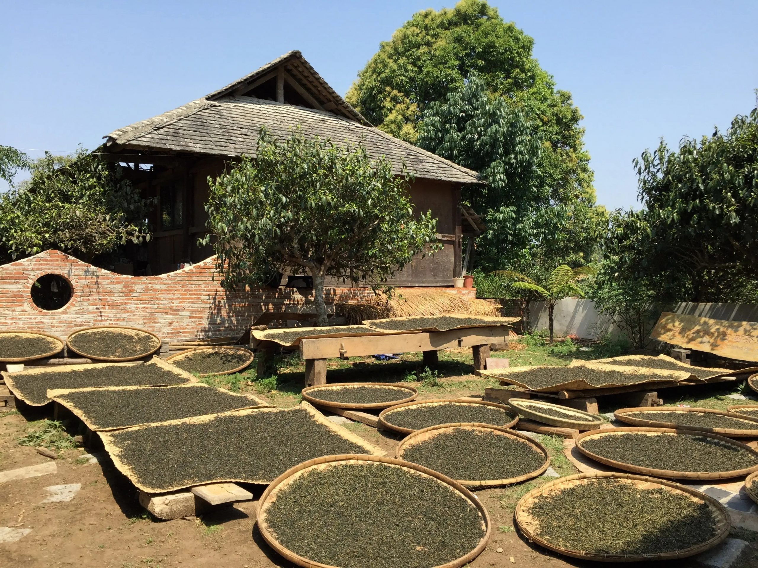 2023年彎弓古樹春茶多少一公斤？