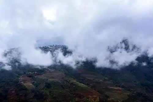 2023年勐庫大忠山古樹春茶口感如何？