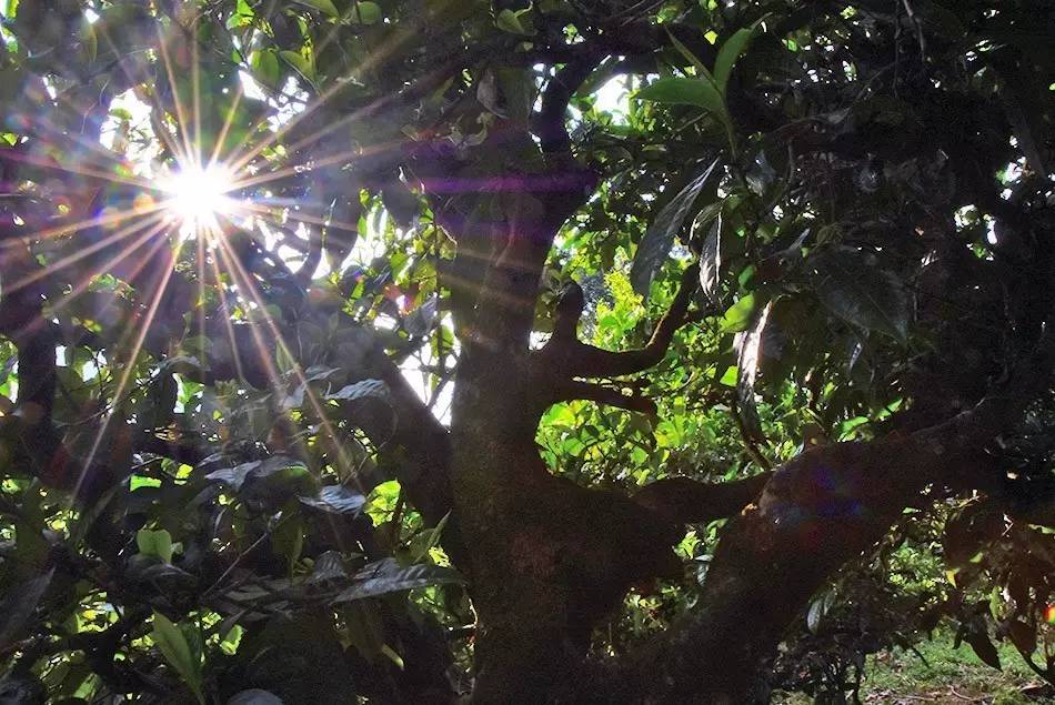 2023年勐庫大忠山古樹春茶特點(diǎn)?